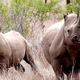 Illustration for article titled The Controversial, Mad Science Strategy to Save Earth's Rhinos